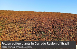 Coffee Regions: Environmental Tragedy & Political Strife