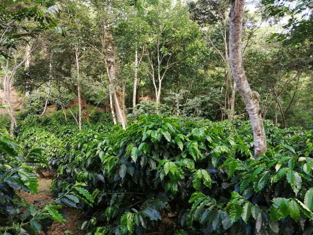 Roaster's Reserve Mexico - Triunfo Verde Cooperative (FTO - women producers)