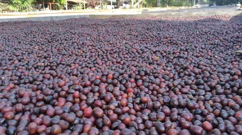 El Salvador- Finca Montes Urales - Washed- Light Roast