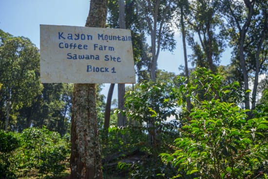 Ethiopia- Washed Sidamo- Light Roast