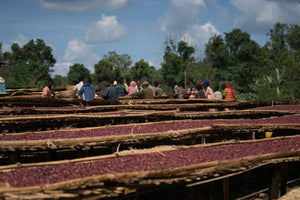 Ethiopia Natural Guji - Light Roast