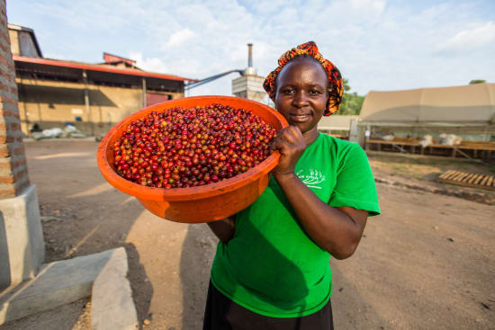 Roaster's Reserve Uganda- Rwenzori Silverback Natural