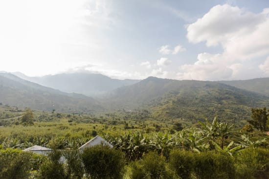 Roaster's Reserve Uganda- Rwenzori Silverback Natural