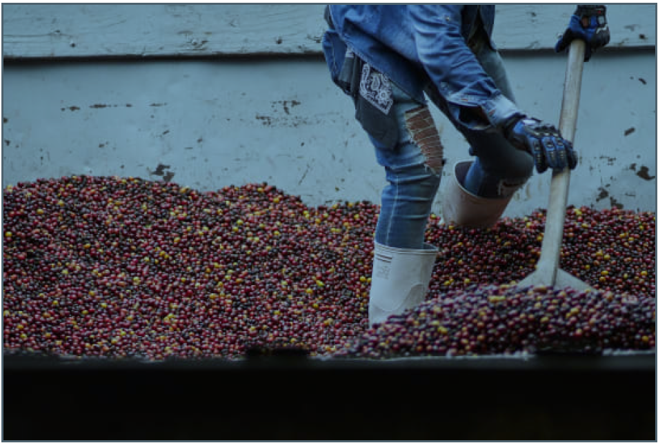 Roaster's Reserve Mexico - Geisha - Carlos Cadena