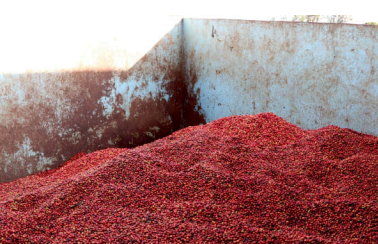 Roaster's Reserve Kenya - Kichwa Tembo Washed
