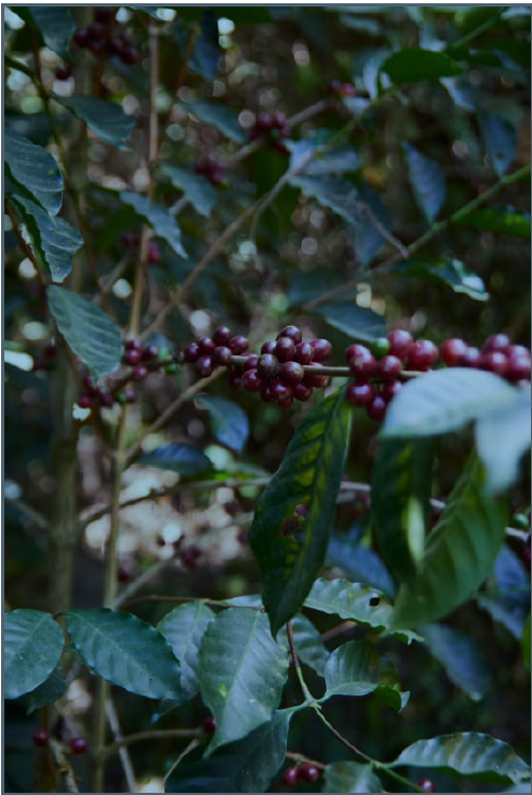 Roaster's Reserve Mexico - Geisha - Carlos Cadena