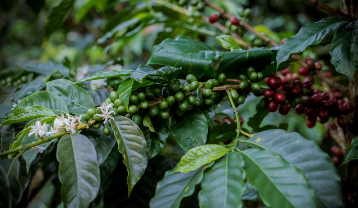 Peru- Lima Organic - Medium Roast
