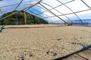 Peru Cajamarca - Medium Roast