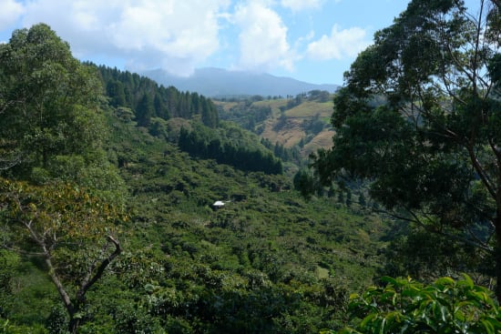 Costa Rica - Tarrazu Cafe Vida- Washed- Medium Roast