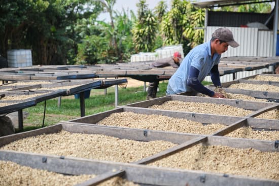 Costa Rica - Tarrazu Cafe Vida- Washed- Medium Roast