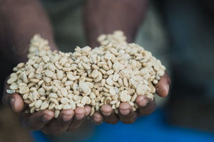 Papua New Guinea - Kunjin - Light Roast