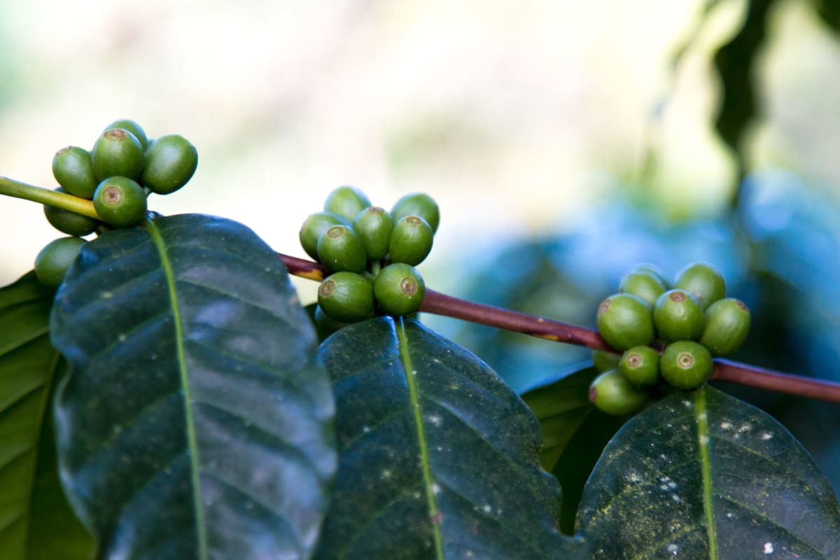 Colombia - Nariño- Dark Roast