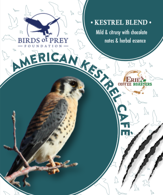 Birds of Prey Foundation: American Kestrel Blend