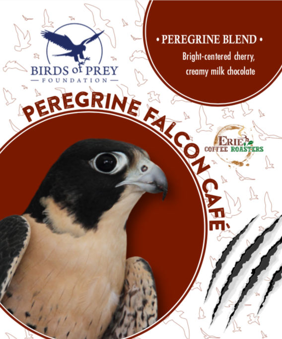 Birds of Prey Foundation: Peregrine Falcon Blend