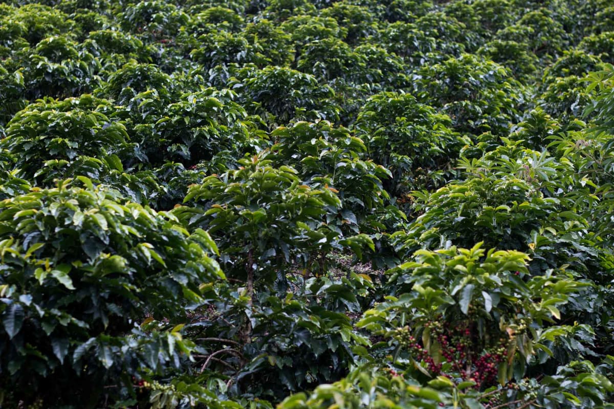Colombia - Nariño- Dark Roast